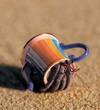 hermitcrabResourceful